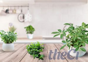 Trồng các loại cây tinh dầu đuổi muỗi